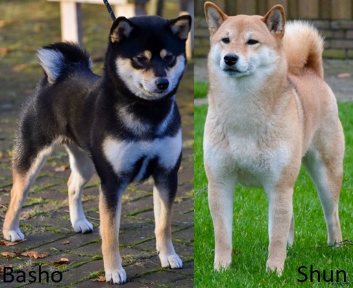 Shun & Basho